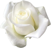 White Rose Illustration